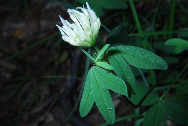 Leguminosa - Trifolium ochroleucum